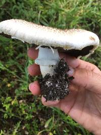 Agaricus xanthodermus image