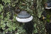 Fomes fomentarius image