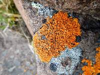 Xanthoria elegans image