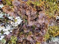 Peltigera horizontalis image