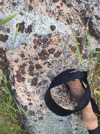 Umbilicaria phaea image