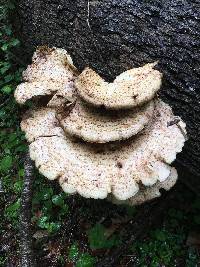 Polyporus squamosus image