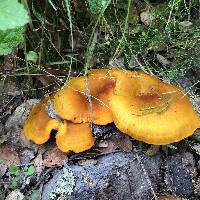 Omphalotus olivascens image