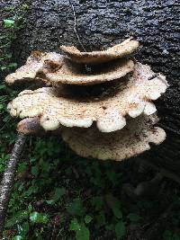 Polyporus squamosus image