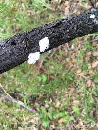 Schizophyllum commune image