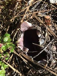 Sarcosphaera coronaria image