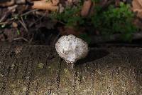 Fomitopsis betulina image