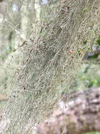 Ramalina menziesii image