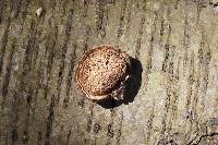Piptoporus betulinus image
