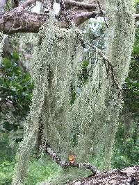 Ramalina menziesii image