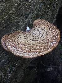 Polyporus squamosus image