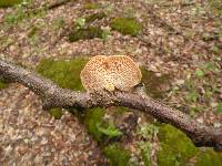 Polyporus alveolaris image