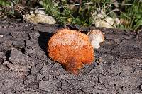 Pycnoporus cinnabarinus image