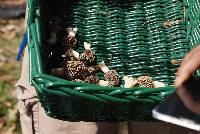 Morchella americana image