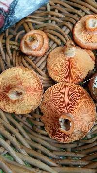 Lactarius deliciosus image