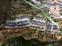 Trametes versicolor image