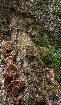 Polyporus squamosus image