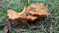Lactarius deliciosus image