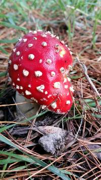 Amanita muscaria image