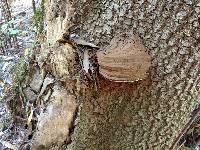 Ganoderma brownii image