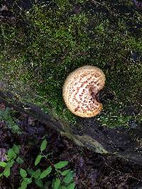 Polyporus squamosus image