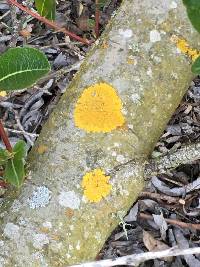 Xanthoria parietina var. parietina image