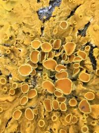 Xanthoria parietina var. parietina image