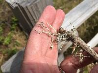 Ramalina farinacea image