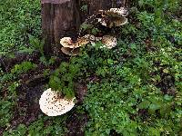 Polyporus squamosus image