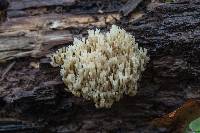 Artomyces pyxidatus image