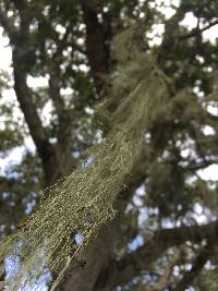 Ramalina menziesii image