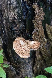 Polyporus squamosus image