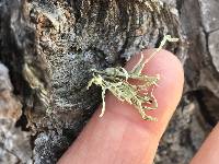 Ramalina farinacea image