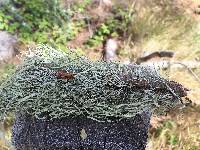 Ramalina leptocarpha image