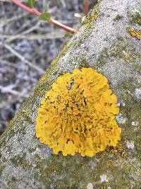 Xanthoria parietina var. parietina image