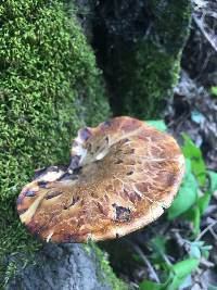 Polyporus squamosus image