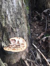 Polyporus squamosus image