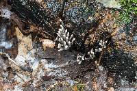 Xylaria hypoxylon image