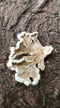 Schizophyllum commune image