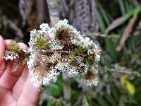 Pseudocyphellaria multifida image