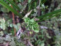 Pseudocyphellaria multifida image