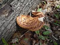 Polyporus squamosus image