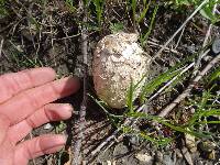 Coprinus comatus image