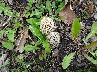 Morchella americana image