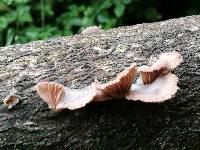 Schizophyllum commune image