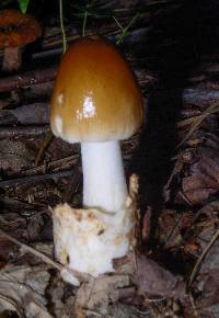 Amanita fulva image