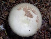 Amanita phalloides image