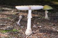 Amanita muscaria image