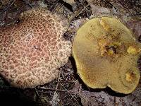 Suillus pictus image