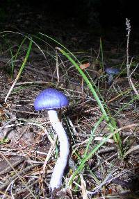 Cortinarius iodes image